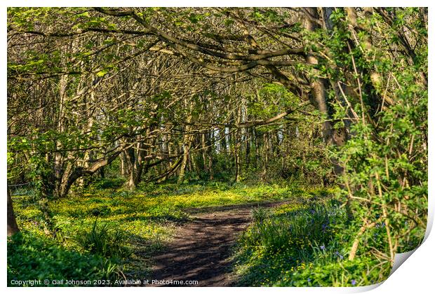 Spring at Penrrhos nature park, Isle of Anglesey North Wales  Print by Gail Johnson