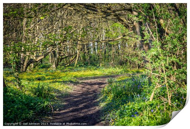 Spring at Penrrhos nature park, Isle of Anglesey North Wales  Print by Gail Johnson