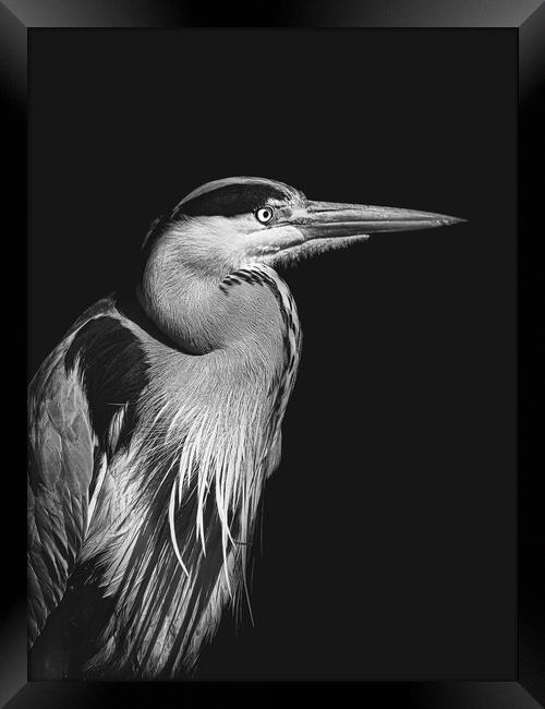 Black and white photo of a Heron Framed Print by Martyn Large