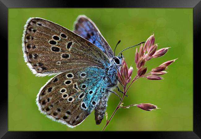 The large blue butterfly  Framed Print by JC studios LRPS ARPS