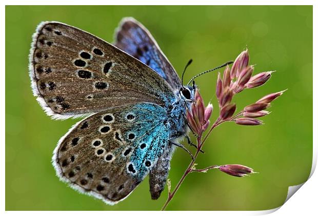 The large blue butterfly  Print by JC studios LRPS ARPS