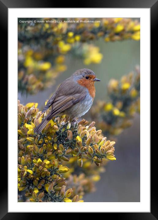 Red Robin in the springtime Framed Mounted Print by Kevin White
