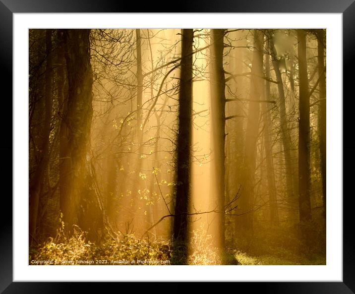 woodland sunlight Framed Mounted Print by Simon Johnson