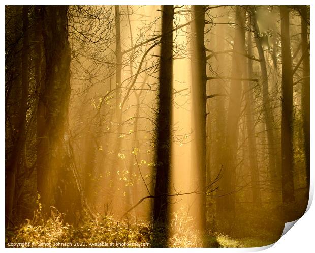 woodland sunlight Print by Simon Johnson