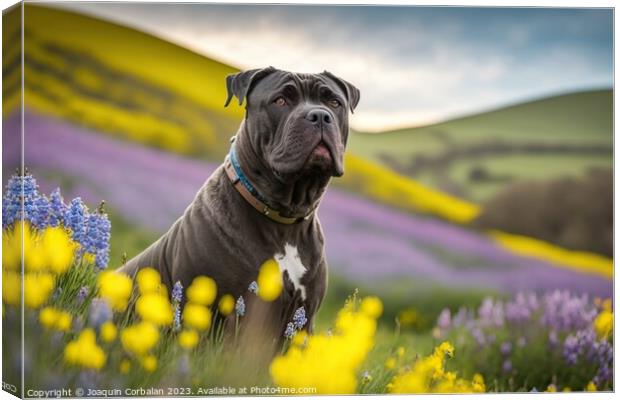 Portrait of a calm Corso dog in a flowery meadow.  Canvas Print by Joaquin Corbalan