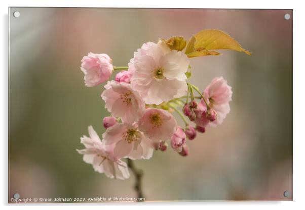 Cherry Blossom Acrylic by Simon Johnson