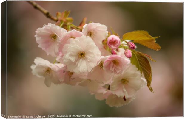  Cherry Blossom Canvas Print by Simon Johnson