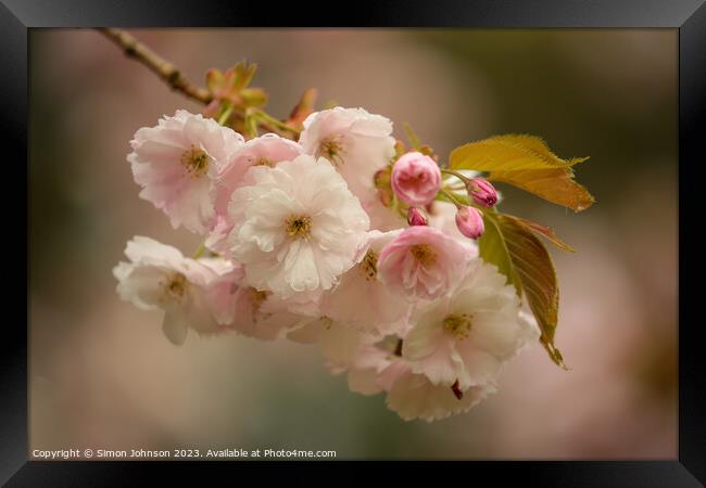  Cherry Blossom Framed Print by Simon Johnson
