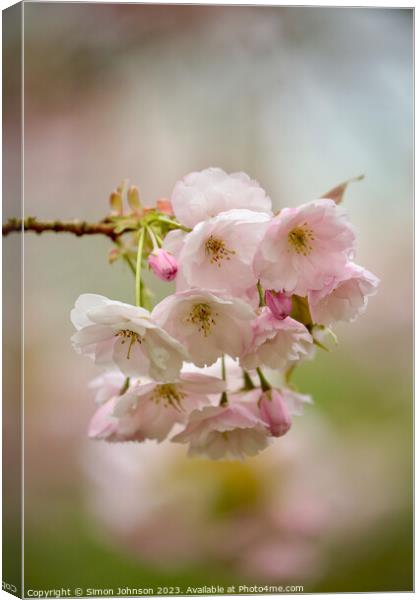 Cherry Blossom Canvas Print by Simon Johnson