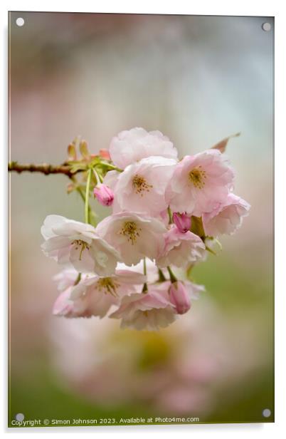 Cherry Blossom Acrylic by Simon Johnson