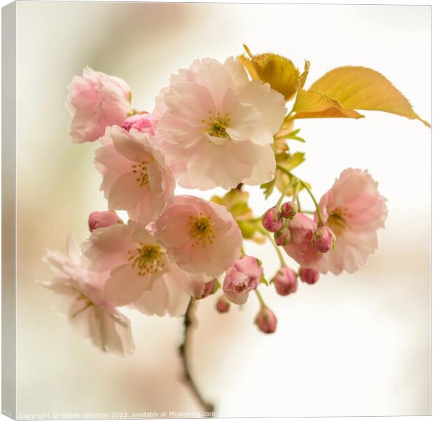 Cherry blossom  Canvas Print by Simon Johnson