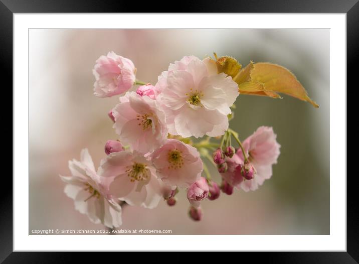 Chey Blossom  Framed Mounted Print by Simon Johnson