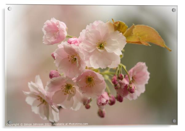 Chey Blossom  Acrylic by Simon Johnson