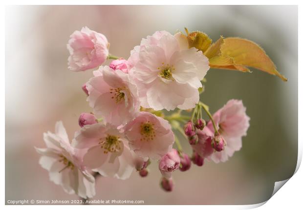 Chey Blossom  Print by Simon Johnson