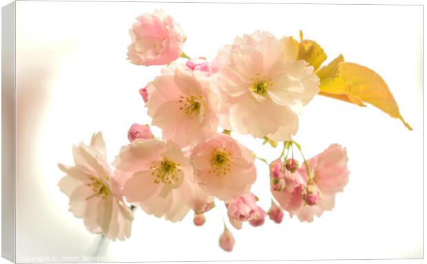 Cherry Blossom  Canvas Print by Simon Johnson