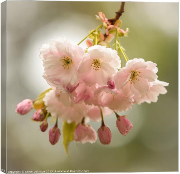 wind blown Cherry blossom  Canvas Print by Simon Johnson