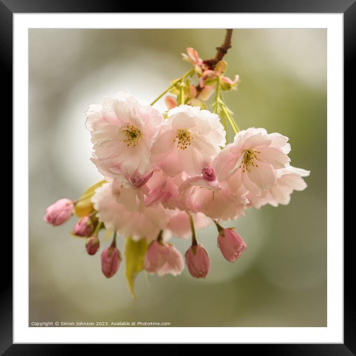 wind blown Cherry blossom  Framed Mounted Print by Simon Johnson