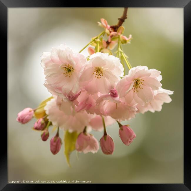 wind blown Cherry blossom  Framed Print by Simon Johnson