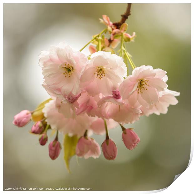 wind blown Cherry blossom  Print by Simon Johnson
