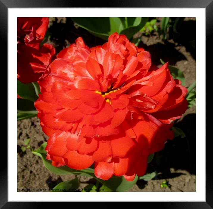 Red flower Framed Mounted Print by Stephanie Moore