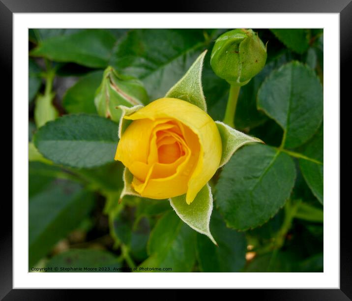 Perfect yellow rosebud Framed Mounted Print by Stephanie Moore
