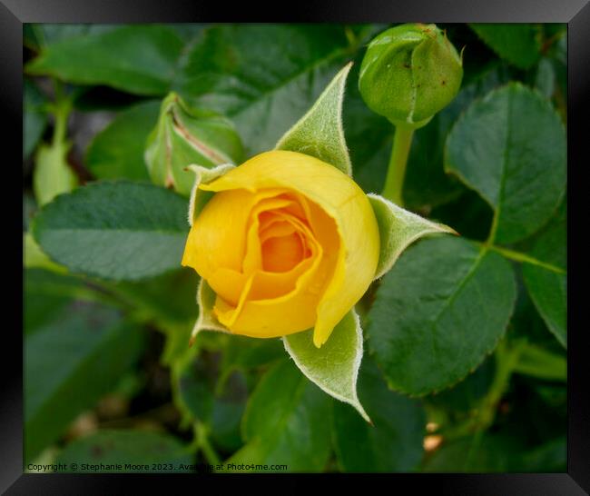 Perfect yellow rosebud Framed Print by Stephanie Moore