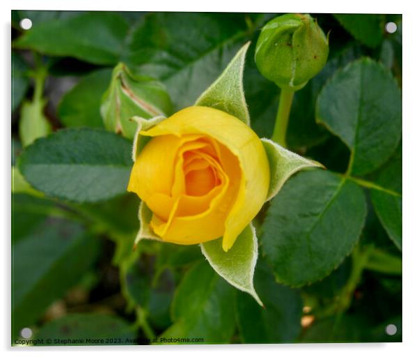 Perfect yellow rosebud Acrylic by Stephanie Moore
