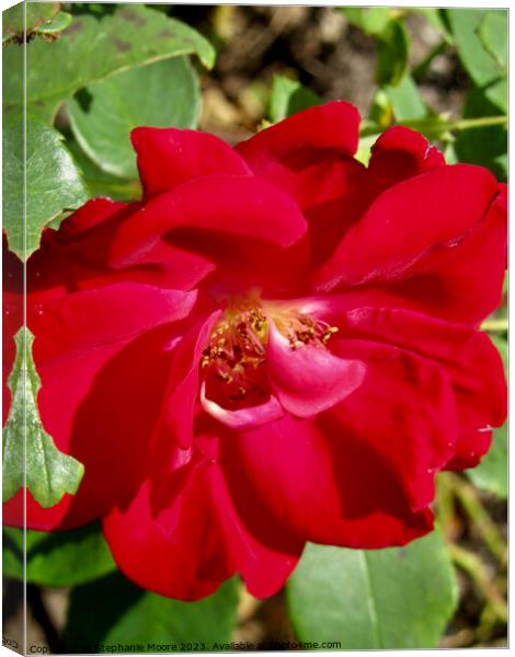 Red Rose Canvas Print by Stephanie Moore