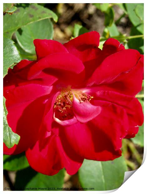 Red Rose Print by Stephanie Moore