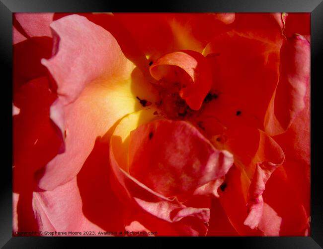 Red rose Framed Print by Stephanie Moore