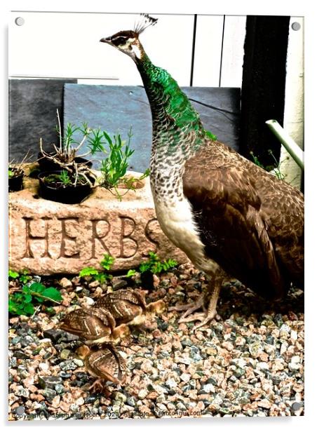 The Peacock Cafe Acrylic by Stephanie Moore