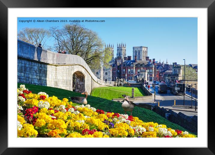 Springtime In York Framed Mounted Print by Alison Chambers