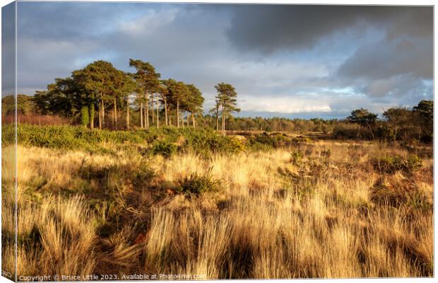 The Golden Heathland of Mutters Moor Canvas Print by Bruce Little