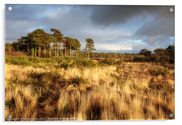 The Golden Heathland of Mutters Moor Acrylic by Bruce Little