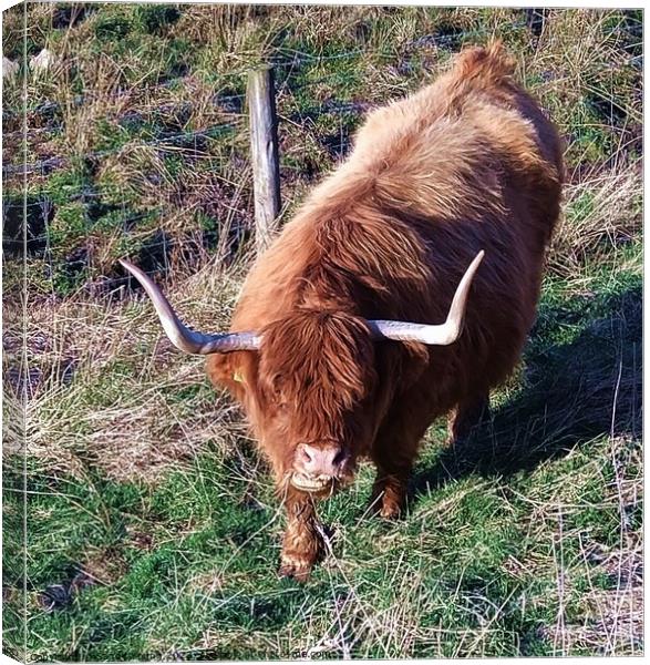 Majestic Scottish Highland Coo Canvas Print by Sandy Young