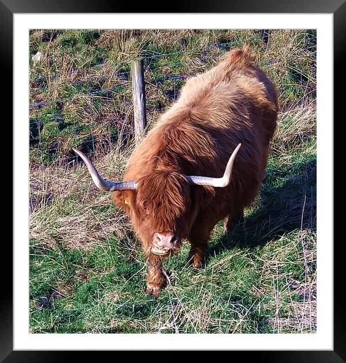 Majestic Scottish Highland Coo Framed Mounted Print by Sandy Young
