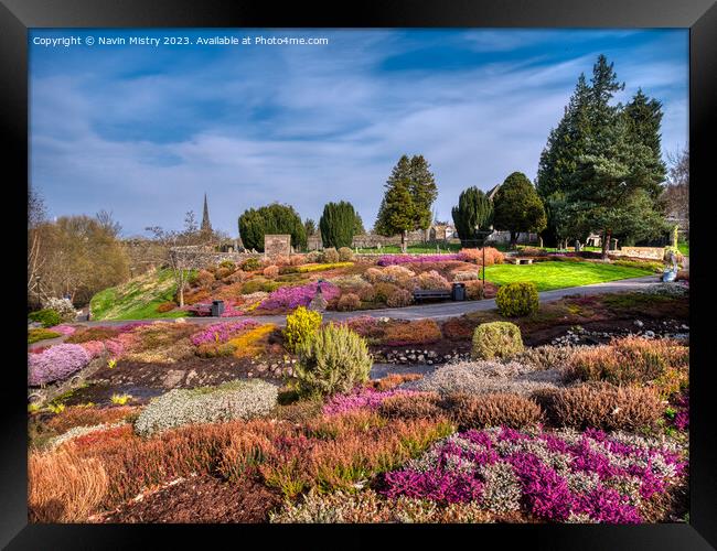  The National Heather Collection, Riverside Park P Framed Print by Navin Mistry