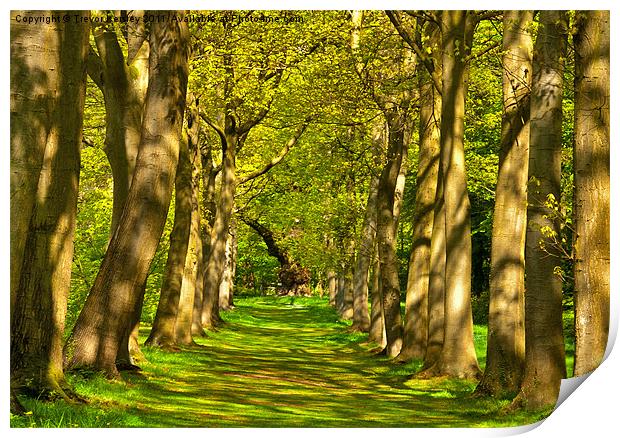 Avenue of Trees Print by Trevor Kersley RIP