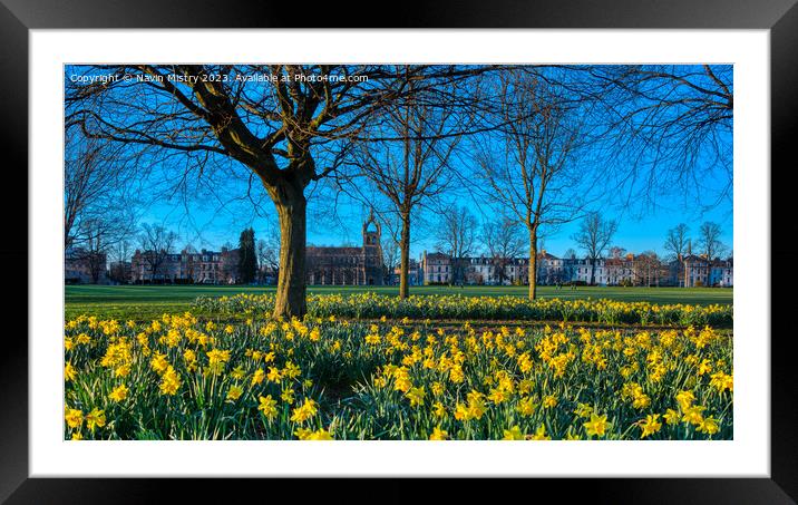 Spring Daffodils South Inch Park, Perth Framed Mounted Print by Navin Mistry
