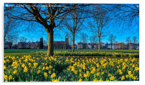 Spring Daffodils South Inch Park, Perth Acrylic by Navin Mistry