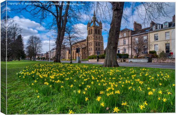 Spring Daffodils South Inch Park, Perth Canvas Print by Navin Mistry