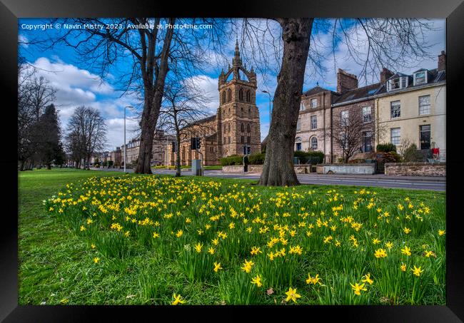 Spring Daffodils South Inch Park, Perth Framed Print by Navin Mistry