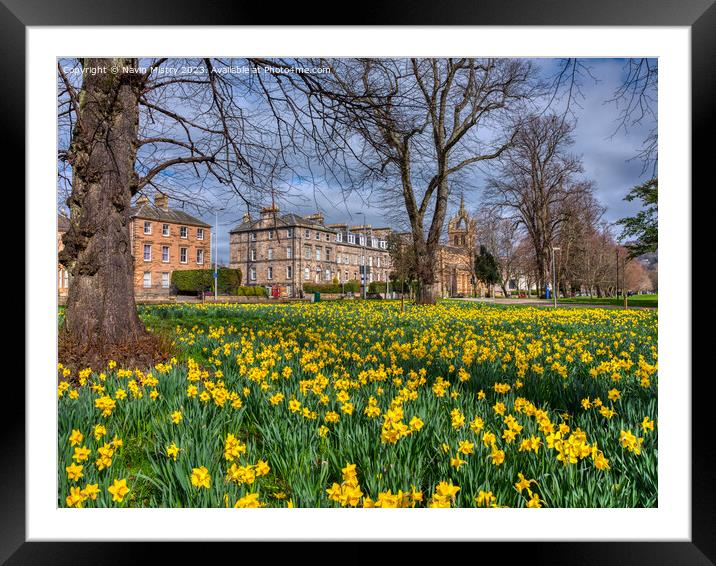 Spring Daffodils South Inch Park, Perth Framed Mounted Print by Navin Mistry