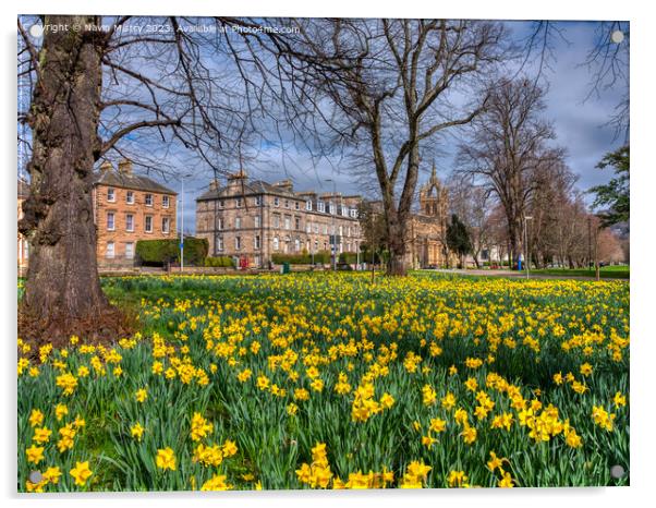 Spring Daffodils South Inch Park, Perth Acrylic by Navin Mistry