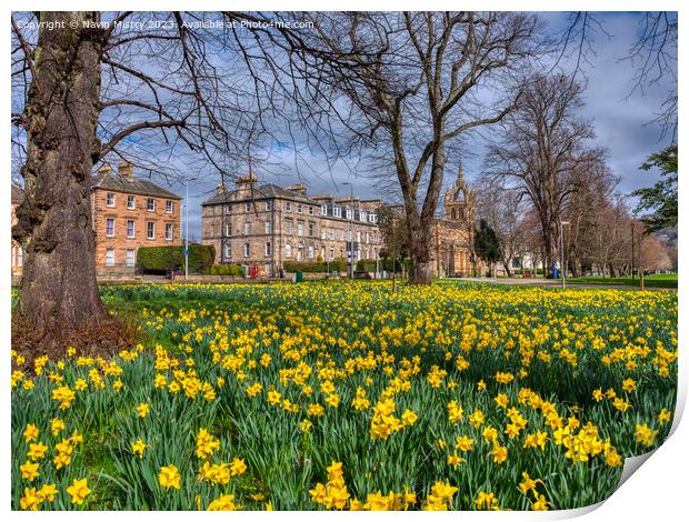 Spring Daffodils South Inch Park, Perth Print by Navin Mistry