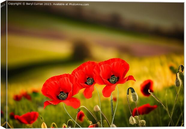 Stately Red Poppies Canvas Print by Beryl Curran