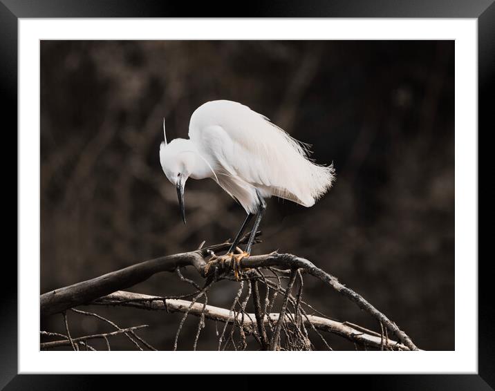 Solitary Egret Framed Mounted Print by David Martin