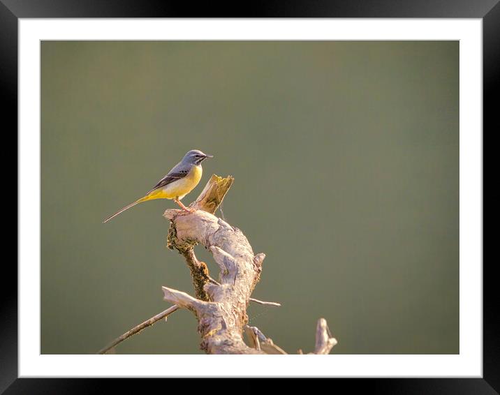 The Graceful Grey Wagtail Framed Mounted Print by David Martin