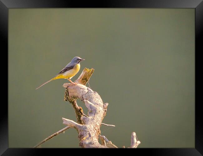 The Graceful Grey Wagtail Framed Print by David Martin