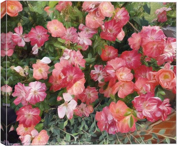 English Dog Rose Flower Canvas Print by Elaine Anne Baxter